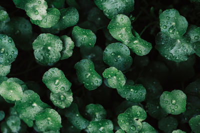 Full frame shot of wet leaves