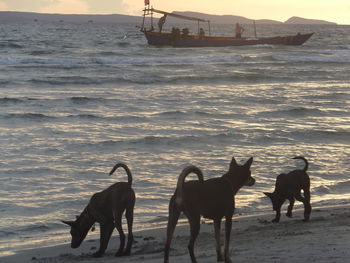 Dog in sea