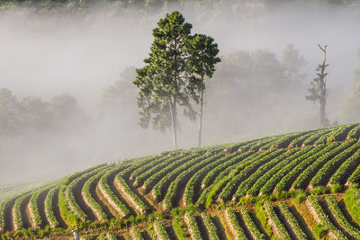 High angle view of crops on terraced field during foggy weather