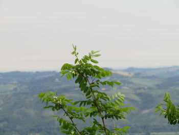 Close-up of plant against sky
