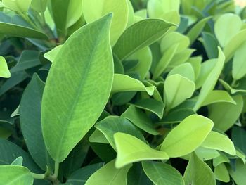 Full frame shot of leaves