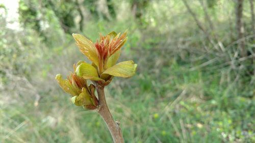 Close-up of plant