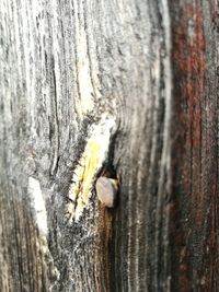 Close-up of lizard on wood