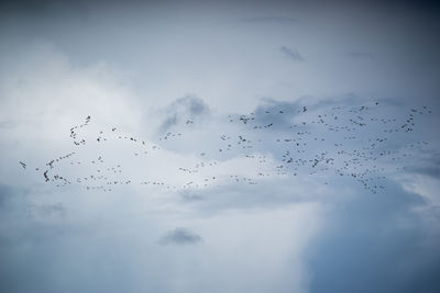 Low angle view of birds flying in sky