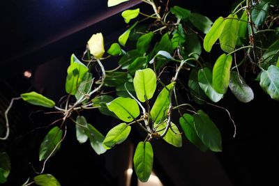 Close-up of insect on plant