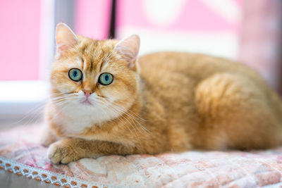 There is a golden english shorthair in the room