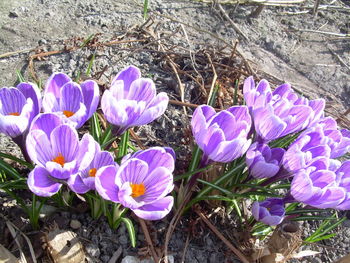 Close-up of purple flowers blooming in field