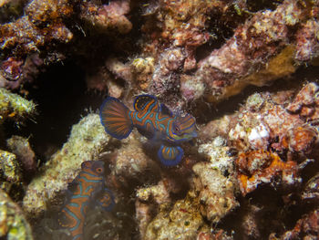 Fish swimming in sea