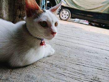 Close-up of a cat looking away