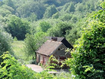 House amidst trees and plants in forest