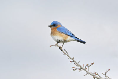 Close-up of bird perching on branch against clear sky