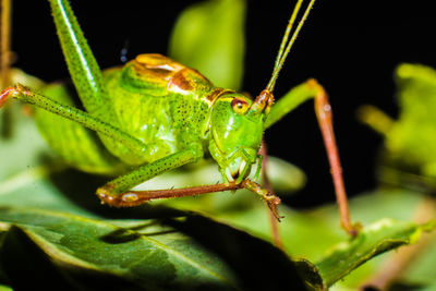 Close-up of insect on leaf