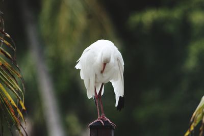 Close-up of a bird taking a bow