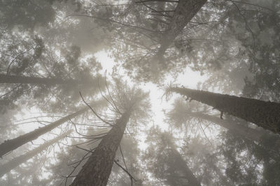 Low angle view of bamboo trees