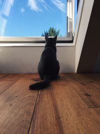 Rear view of cat sitting on hardwood floor