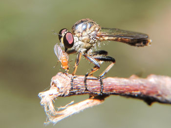 Close-up side view of insect on stem against blurred background