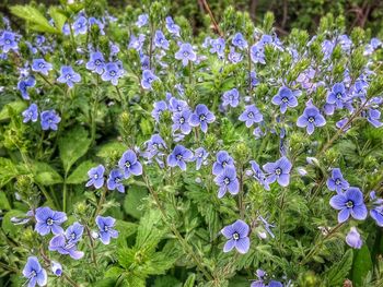 Close-up of purple flowers blooming in field