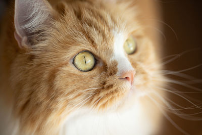 Close-up portrait of cat