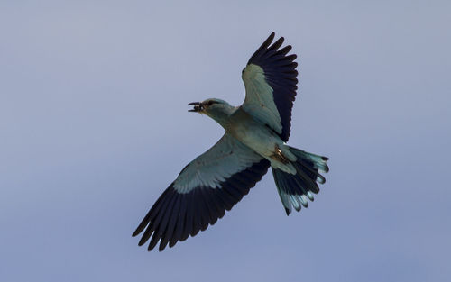 Low angle view of bird flying in sky