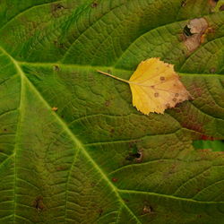 High angle view of autumnal leaf