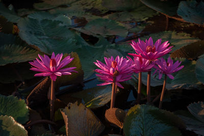 Close-up of flowers blooming outdoors