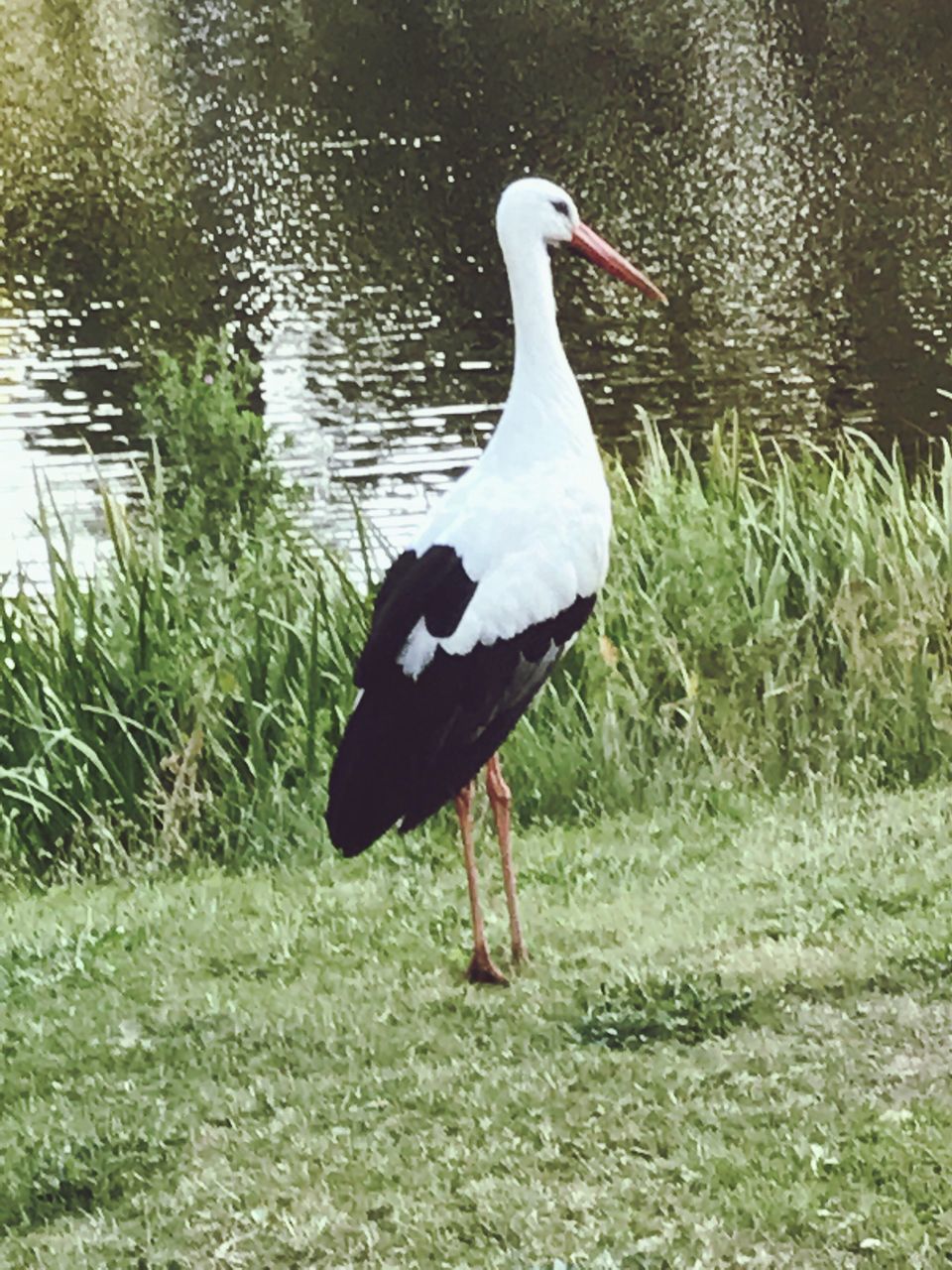BIRD IN LAKE