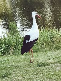 Duck on lake