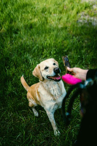 Dogs on grassy field