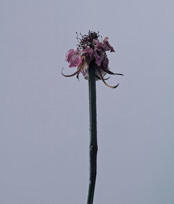 Close-up of dead flower against white background