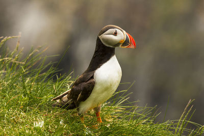 Close-up of puffin