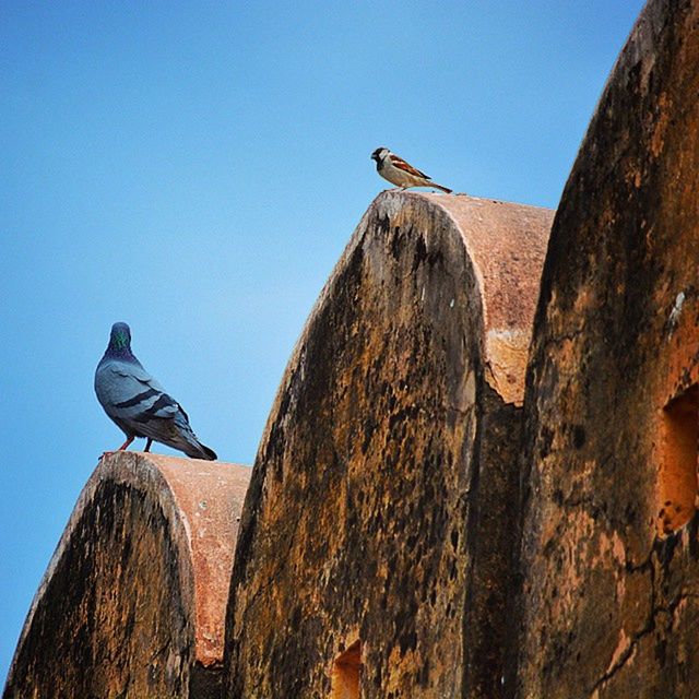 animal themes, low angle view, bird, clear sky, animals in the wild, blue, one animal, wildlife, perching, built structure, architecture, day, sky, building exterior, outdoors, copy space, nature, no people, pigeon, rock - object