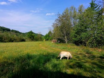 Sheep in a field