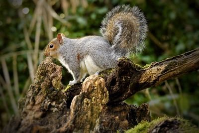 Close-up of squirrel on tree