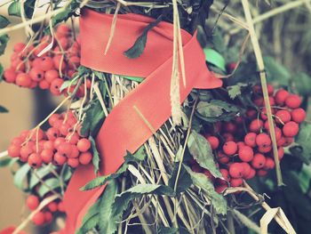 Close-up of fruit hanging on tree