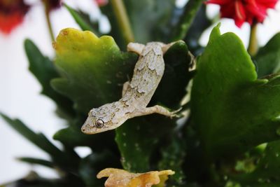 Close-up of fresh green leaves on plant