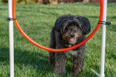 A dog thinks about jumping through a hoop