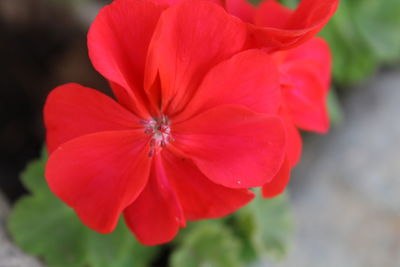 Close-up of red flower blooming outdoors