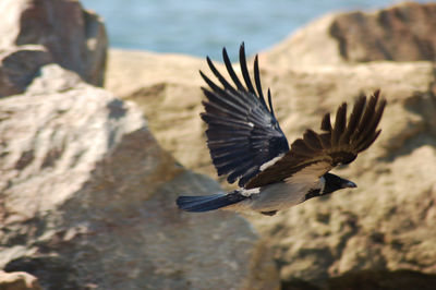 Close-up of bird flying over sea