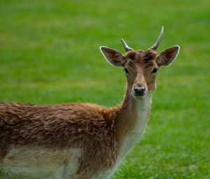 Close up head shot portrait of fallow deer with velvet covered antlers