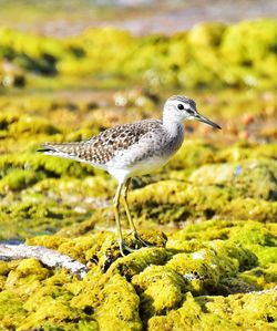 Close-up of bird perching on water