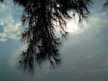 Silhouette of tree against sky