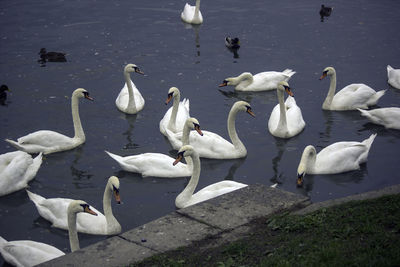 High angle view of swans in lake