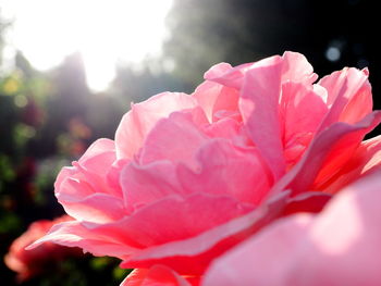 Close-up of pink rose blooming outdoors