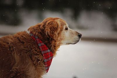 Close-up of golden retriever against sky during winter