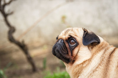 Close-up of a dog looking away