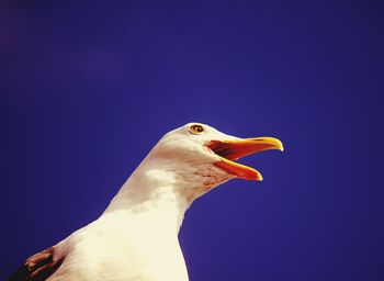 Low angle view of birds against clear blue sky