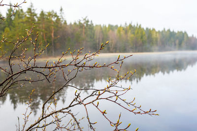 Close-up of bird on branch against lake