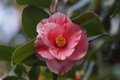 Close-up of pink flower