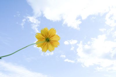 Low angle view of yellow flowering plant against sky