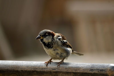 Close-up of bird perching outdoors